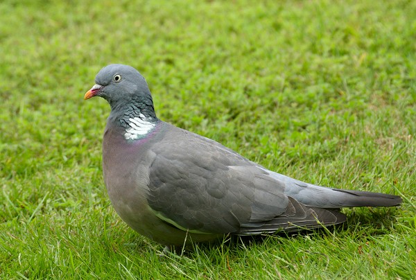 pigeon