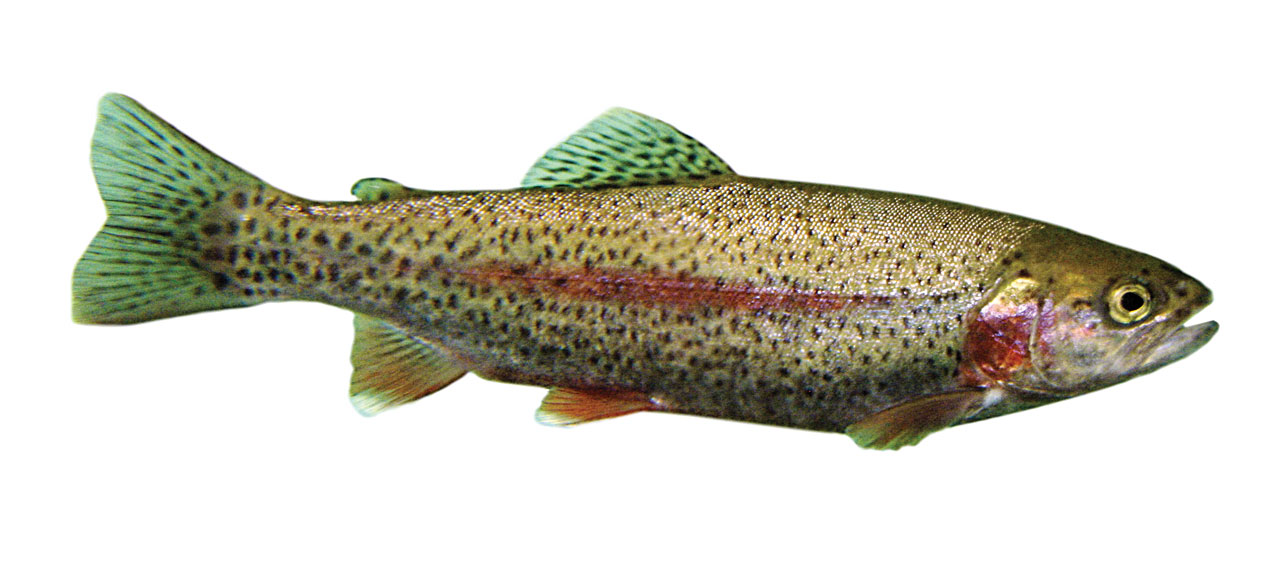 Trout