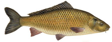 Carp