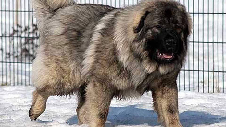 Tetovo Sharplaninec breed dog