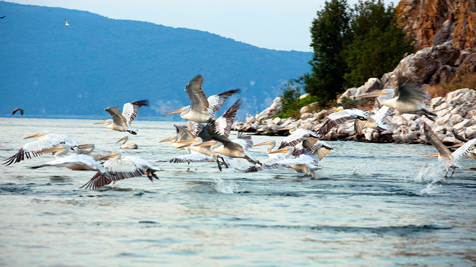 Prespa Lake Pelican